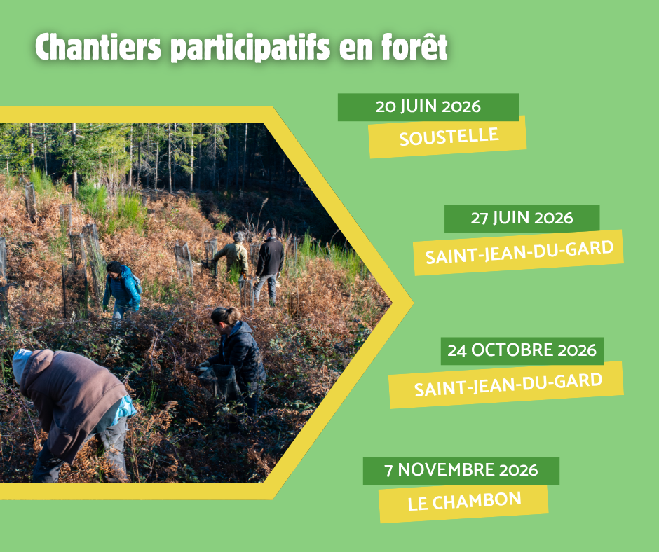 vignette Chantiers participatifs en forêt_2026